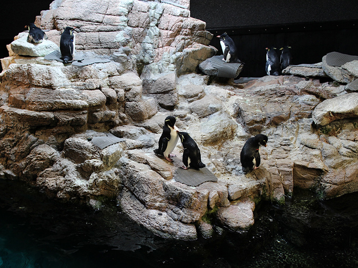 Southern rockhopper penguins at the New England Aquarium