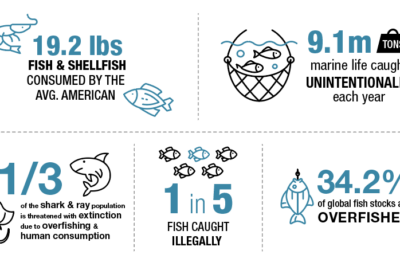 Sustainable Seafood Supports Healthy Oceans