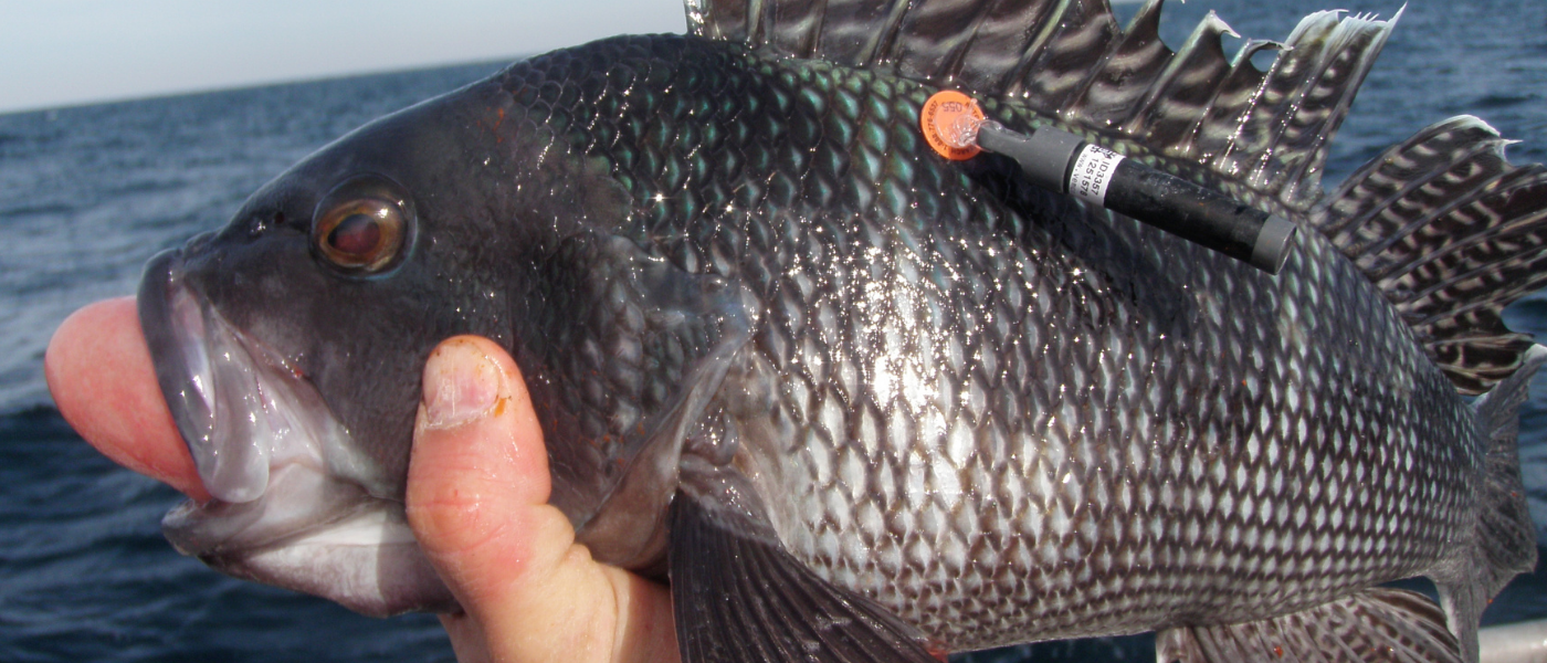 Sweet relief: Increasing the survival rate of black sea bass