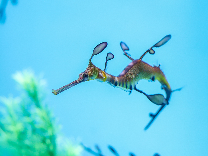 seadragon-bts-730x547