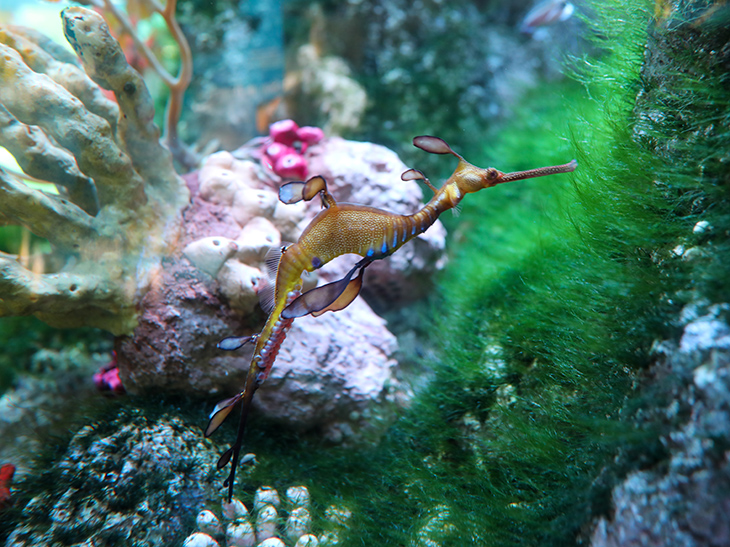 Weedy seadragon