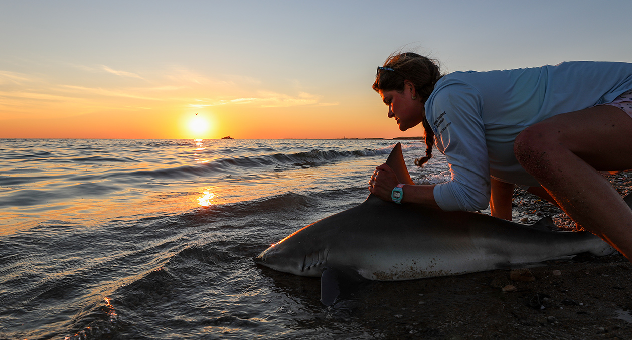 Shark tagging on the coast of Nantucket