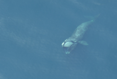 right whale skim feeding