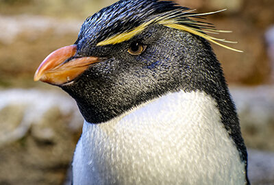 Southern Rockhopper Penguin