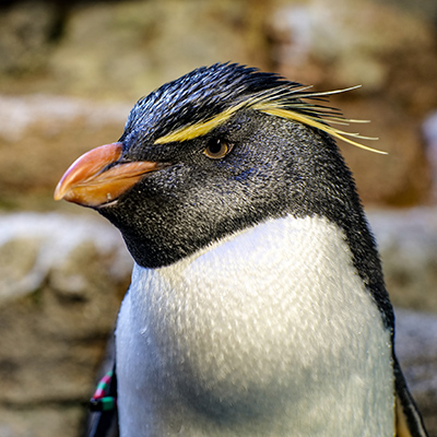 Southern Rockhopper Penguin