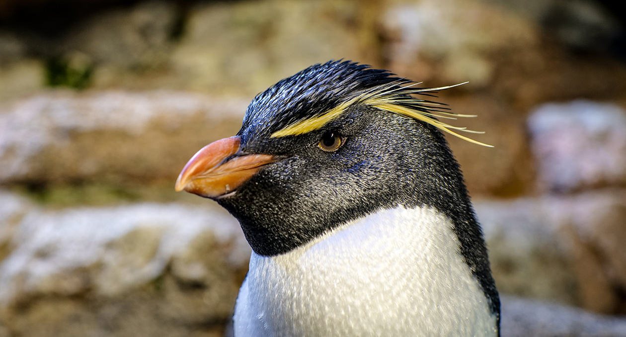 Southern Rockhopper Penguin