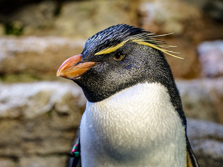 Southern Rockhopper Penguin