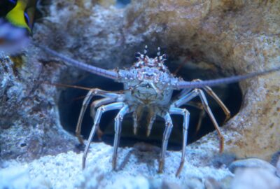 Hispanic Heritage Month at the Aquarium