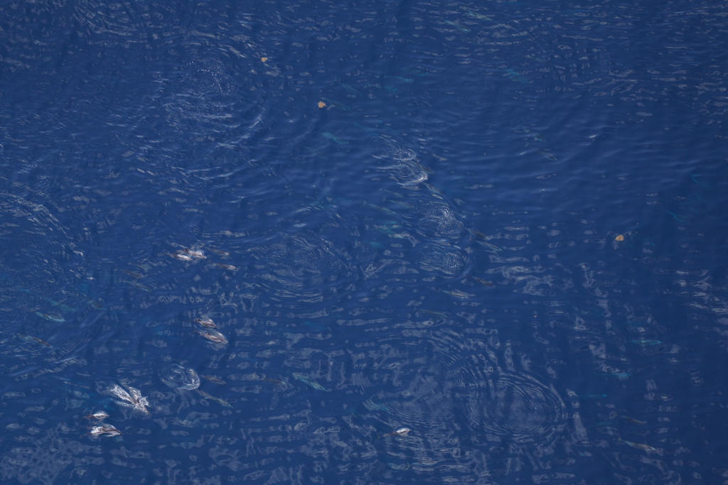 several striped dolphins in open water