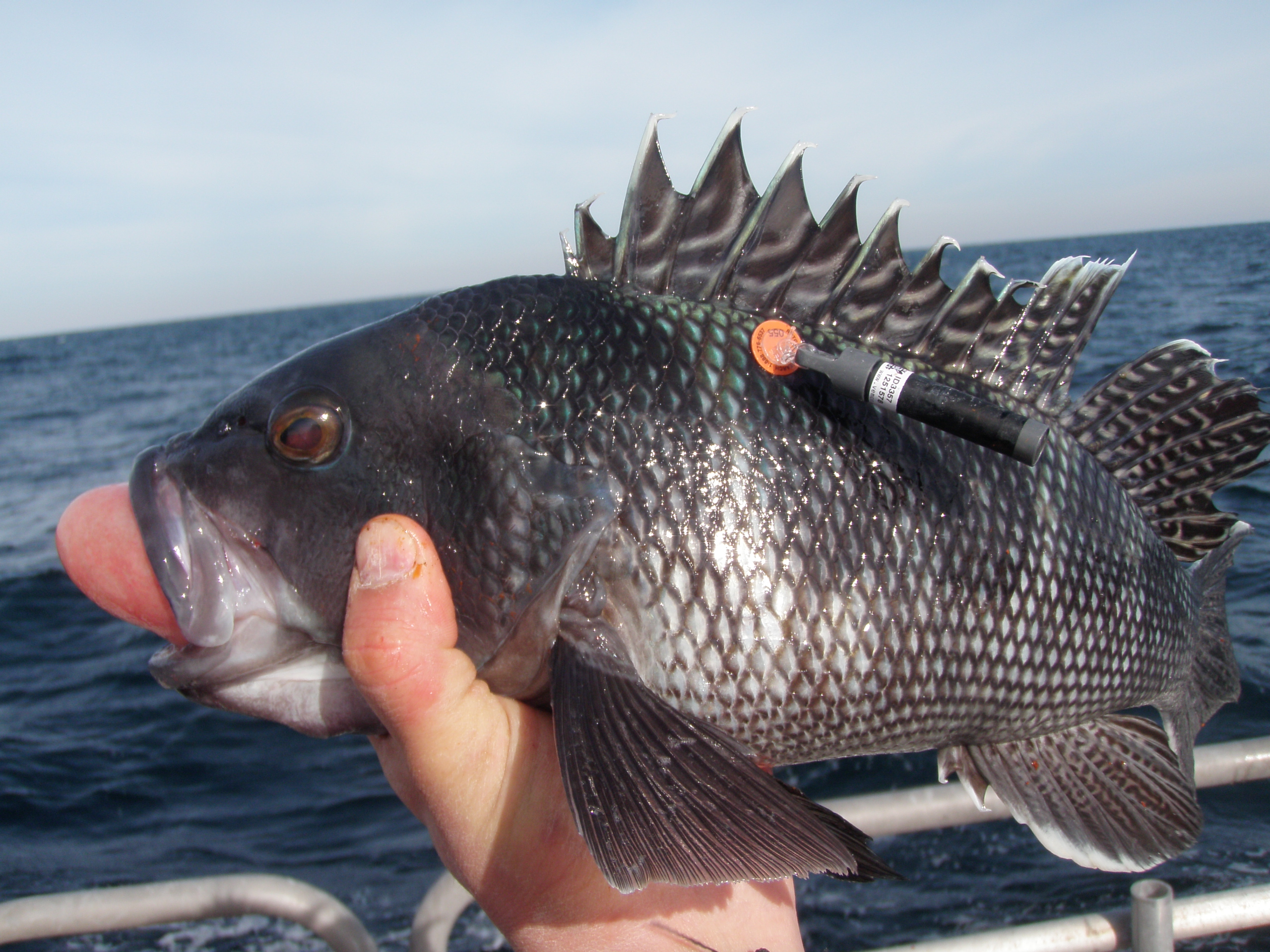 Black sea bass hotsell