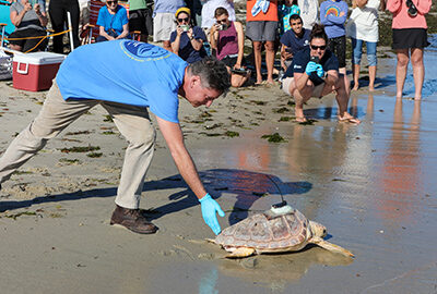 sea turtle release