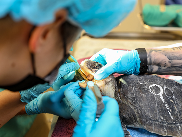 A Kemp's ridley sea turtle undergoes surgery for an ingested balloon ribbon stuck in its body.