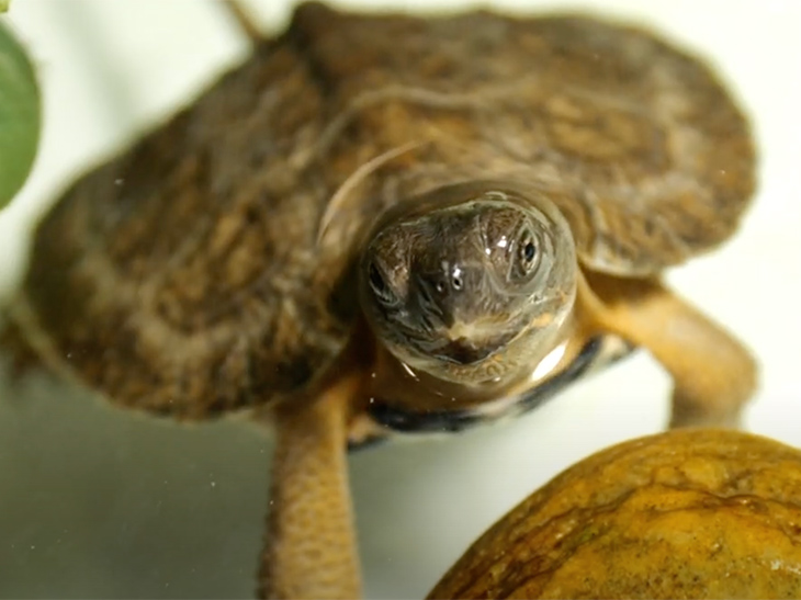 This endangered wood turtle is part of the Headstart Program