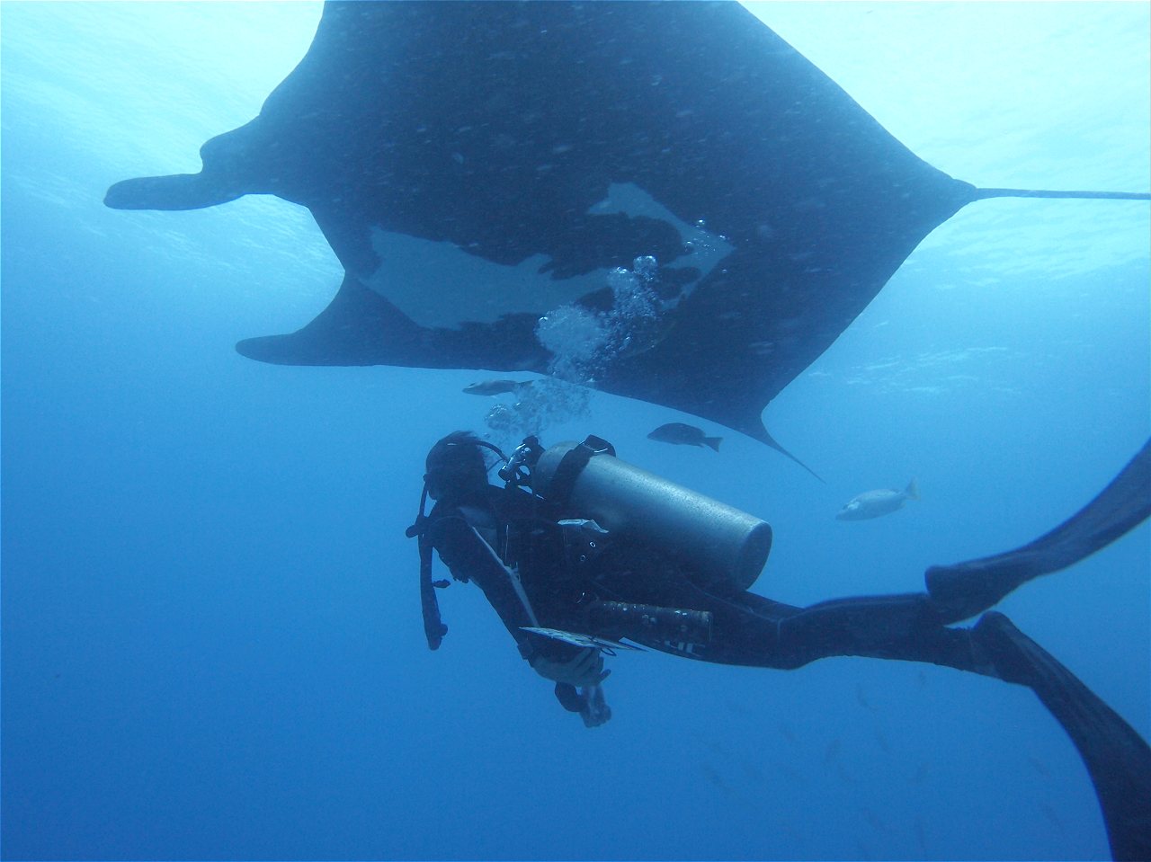 Descubriendo los secretos de la manta gigante en Costa Rica - New England  Aquarium