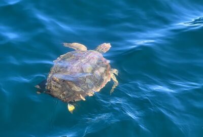 Tracking Loggerhead Sea Turtles with Acoustic Telemetry