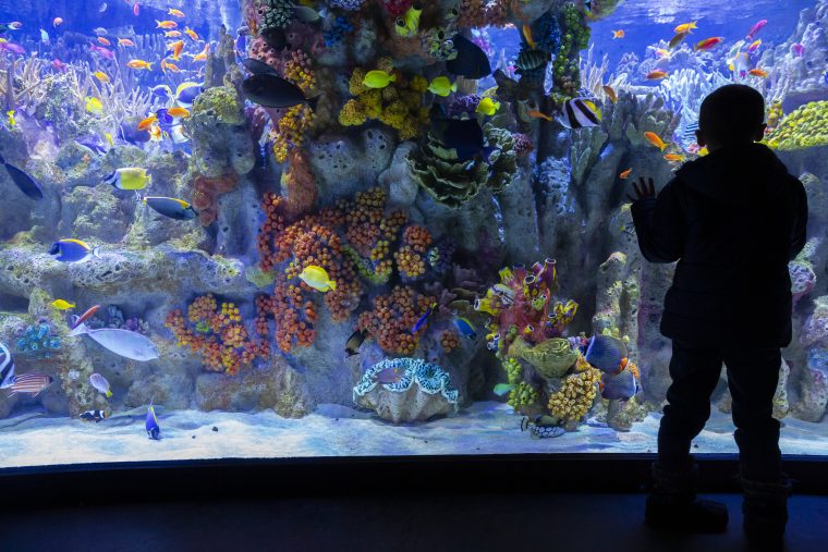 Child looking at an aquarium exhibit tank