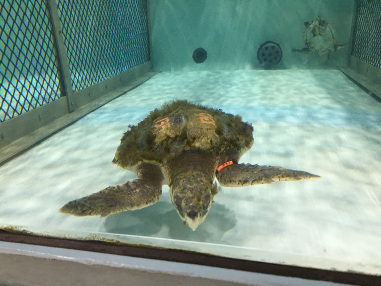 Sea turtle swimming in an aquarium enclosure