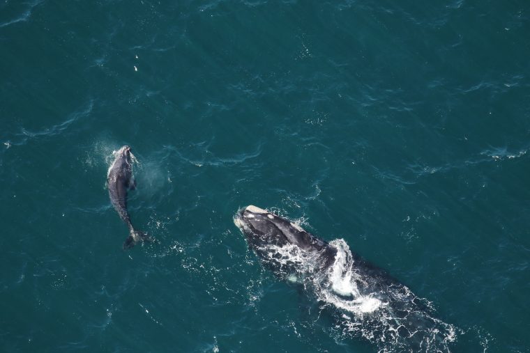 Female right whale and calf in open water