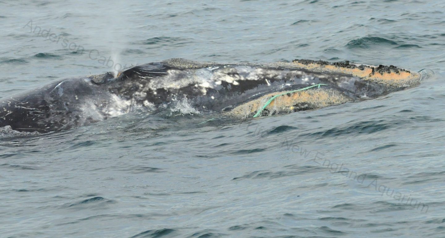Right whale entanglement
