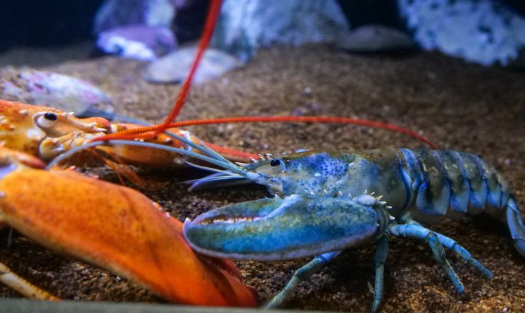 blue colored lobster next to a typical orange lobster