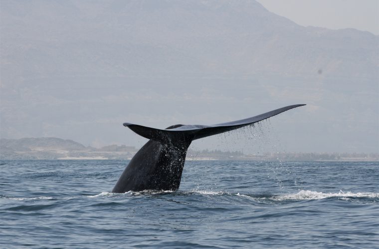 single blue whale diving in open water