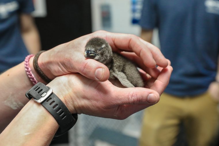 Young penguin chick held in a pair of hands