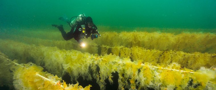 scuba diver
