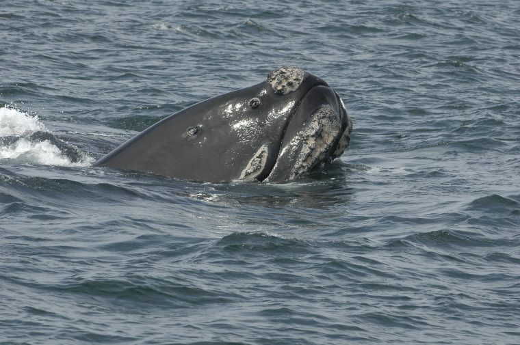 Right whale surfacing in open water