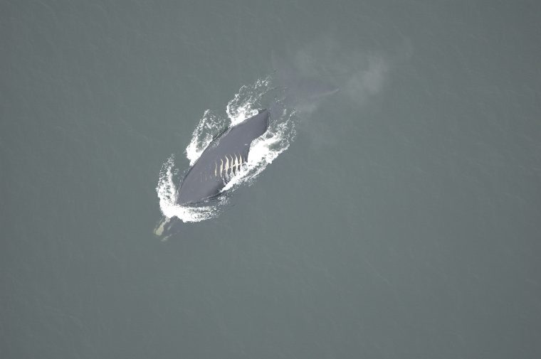 male right whale