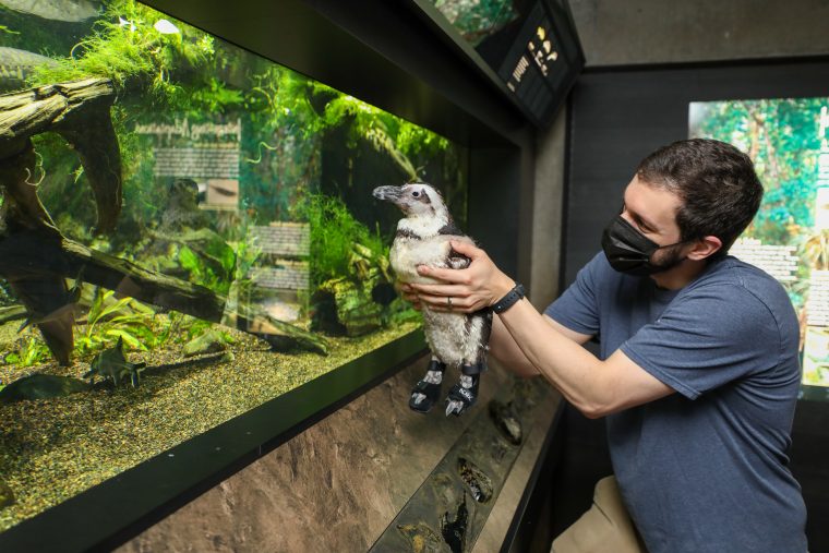 Aquarium staffer holding African penguin