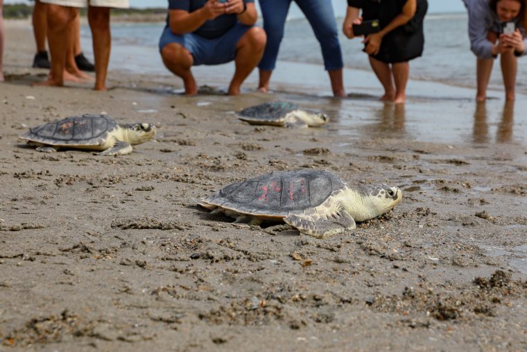 Rehabilitated Kemp’s ridley sea turtles return to the ocean off North Carolina. CREDIT: Vanessa Kahn/New England Aquarium