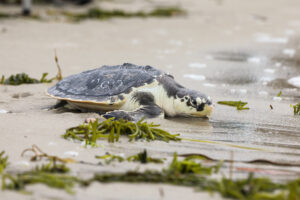 Kemp's ridley sea turtle