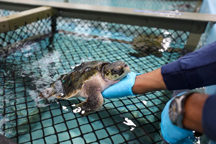 Staff member holding a sea turtle in a tank
