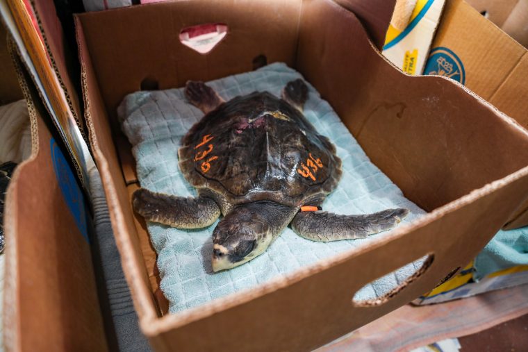 Single sea turtle laying on a towel