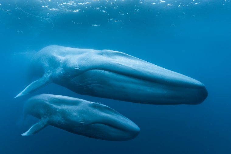 Blue whale mum and calf underwater