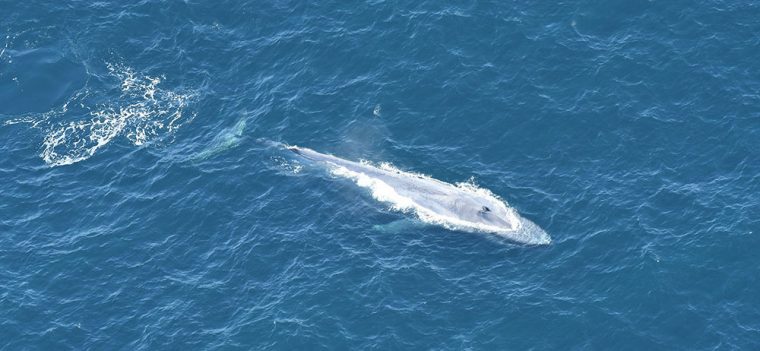 Blue whale swimming in open water