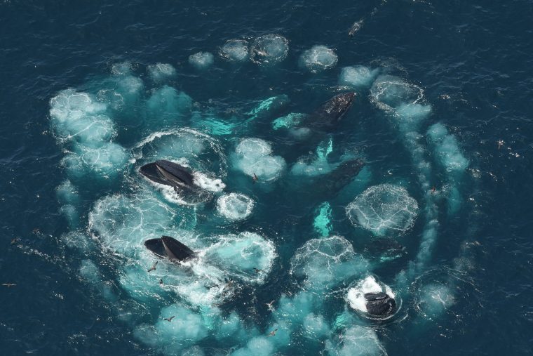 Circle of whales in open water