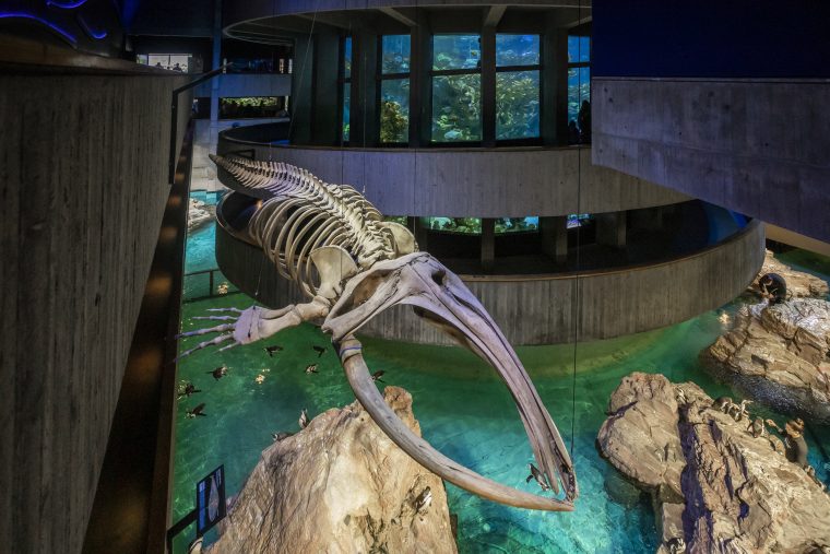 Skeleton of a juvenile right whale hanging above penguin exhibit in the aquarium 