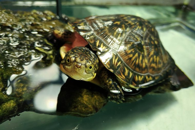 Close-up of a Blanding's turtle