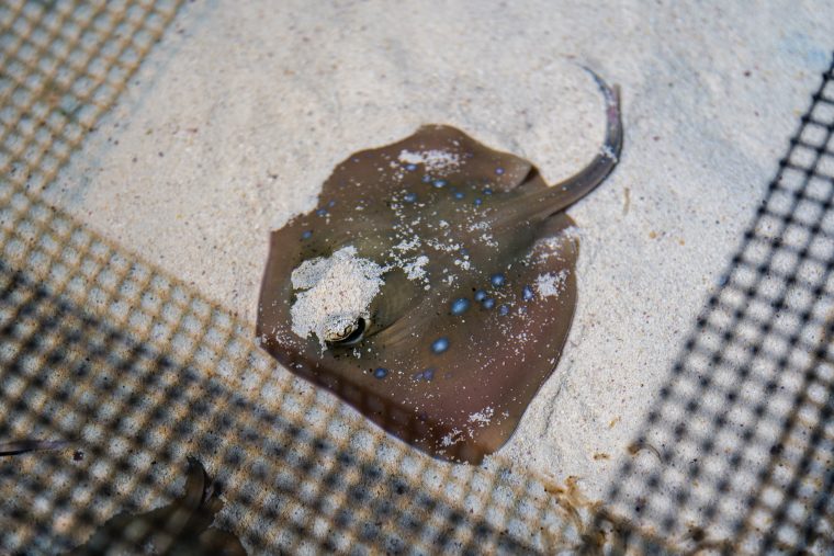 single bluespotted maskray 