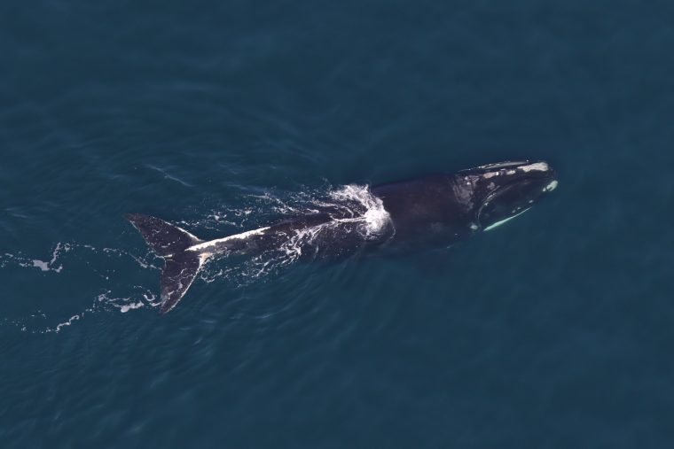 Female right whale with calf in open water