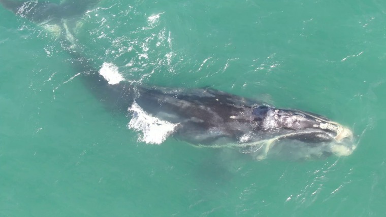 Male right whale