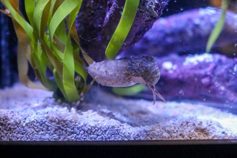 A single dwarf cuttlefish in a tank