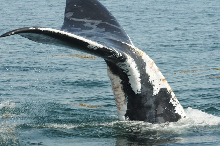 Tail of a Right whale showing above open water