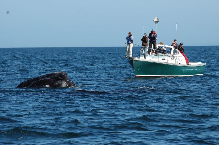 Several people on a small boat taking photos of a whale
