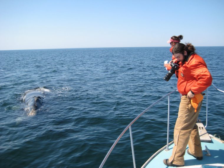 two crew members watching a right whale from the bow of a boat