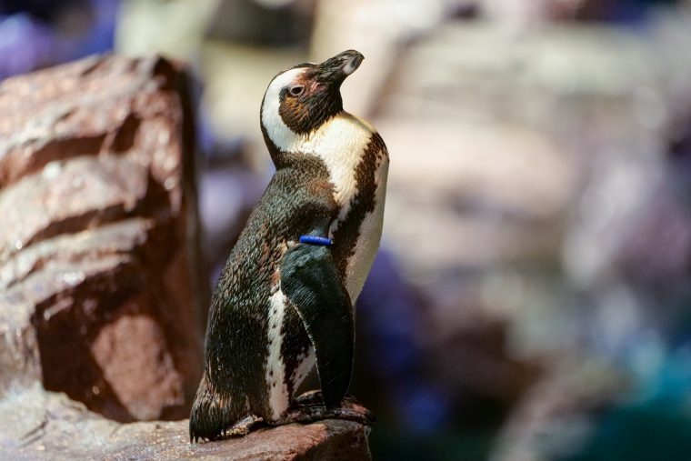 Single African penguin sitting on a rock in aquarium exhibit