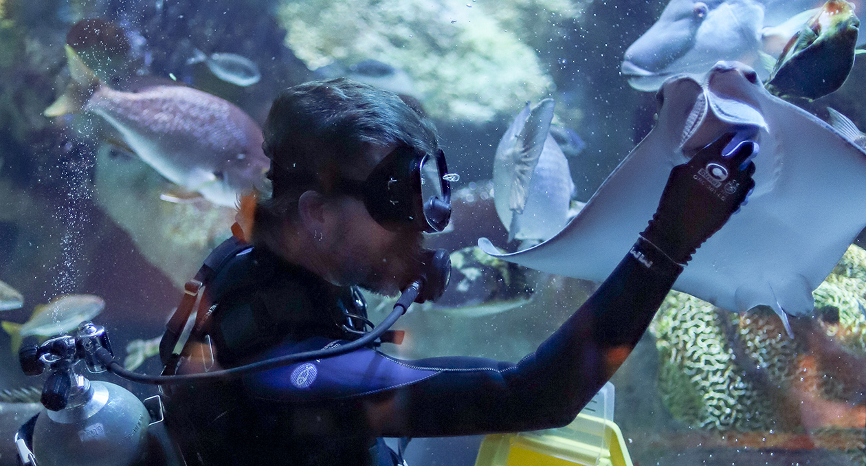 A member of the dive team feeds a cownose ray in the Giant Ocean Tank