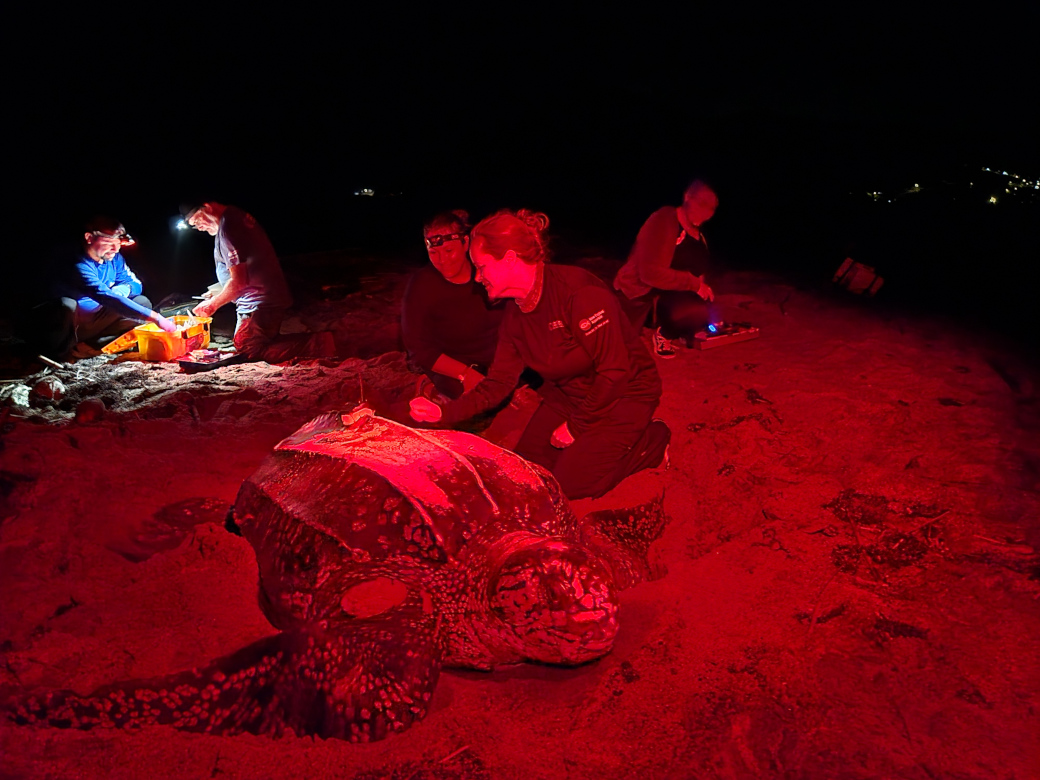 Aquarium Research Scientist Dr. Kara Dodge (right) and Senior Biologist Sarah Perez (left) alongside a nesting leatherback sea turtle.