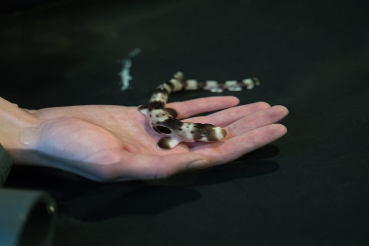 Small epaulette shark held in the palm of a researcher's hand